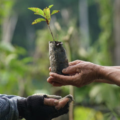One Tree Planted Bracelet